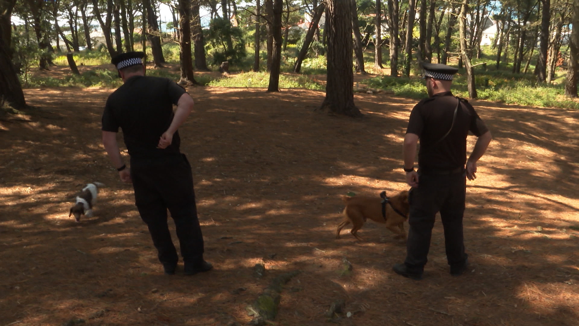 Guernsey Police Remind Dog Owners To Control Their Pets After A Rise In ...