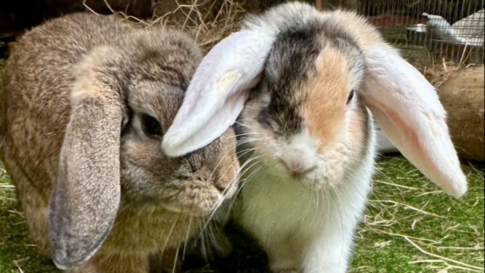 20 neglected rabbits rescued from 'cramped and unsanitary' conditions ...