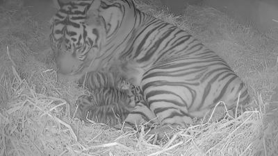Three Rare Sumatran Tiger Cubs Born at London Zoo