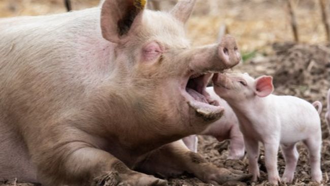 The suspected case has been found on a pig farm in Norfolk. 
Credit: PA