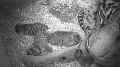 Photographer Captures Tender Moment Between Tiger Mom and Her Cubs