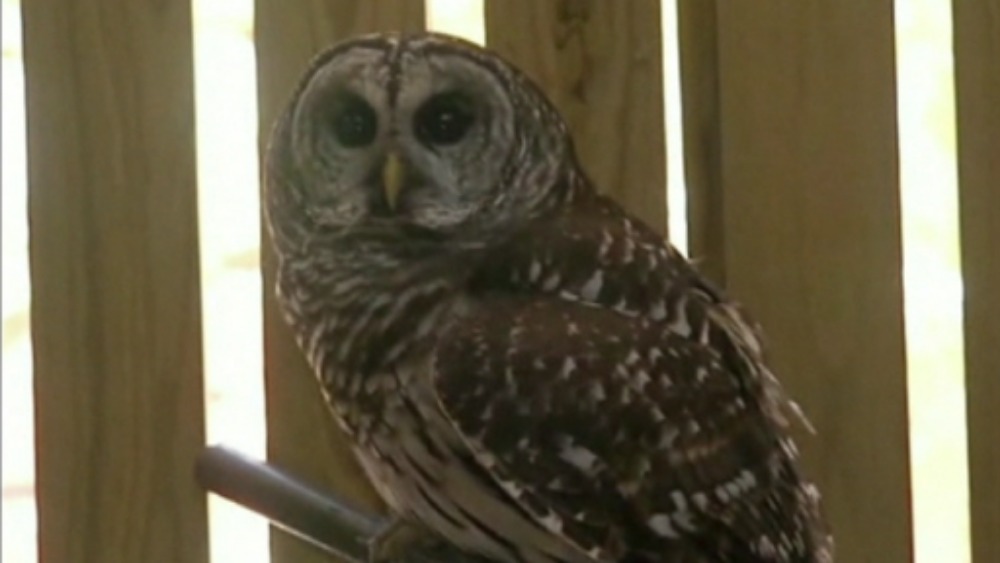 Owl receives life-saving acupuncture treatment | ITV News