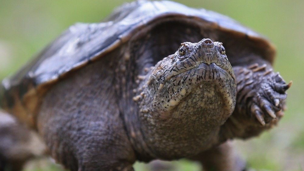 Abandoned Turtle, Described As Dinosaur, Gets New Home 