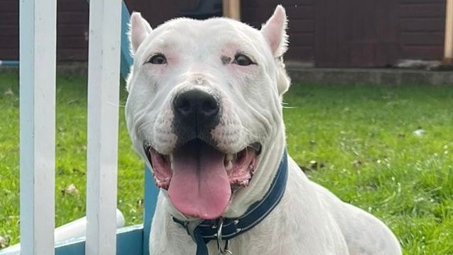 Deaf dog with cropped ears learning sign language at RSPCA Southport to