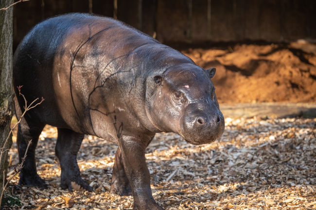 650px x 433px - Adorable and rare pygmy hippo moves to London Zoo as part of conservation  breeding programme | ITV News London