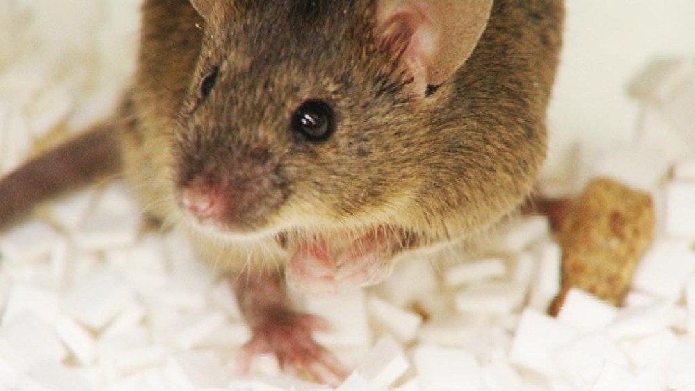 How mice are giving new hope to patients fighting blindness | ITV News