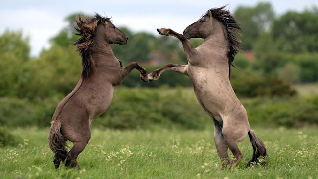 Horses at Wicken Fen
Credit: PA