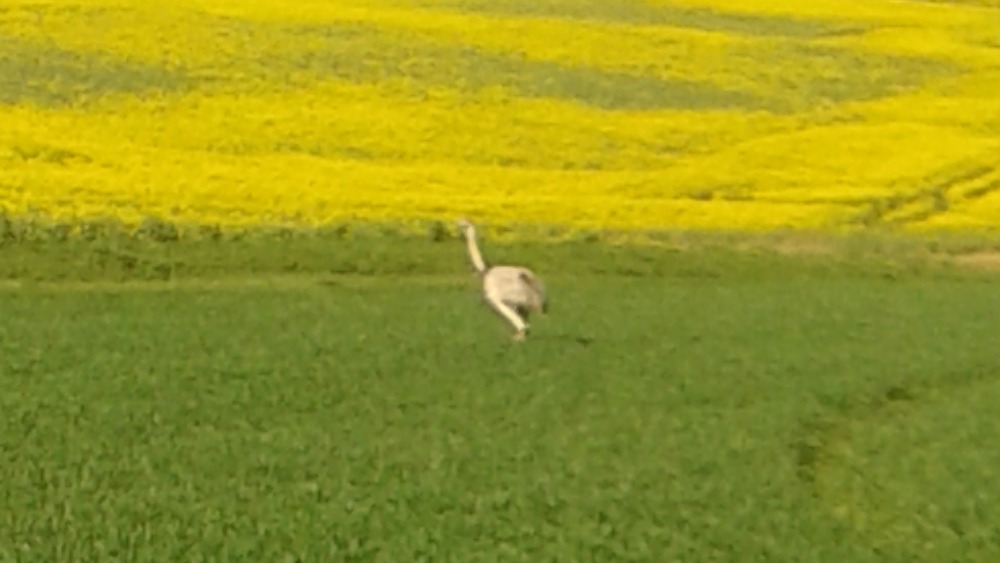 large-rhea-bird-on-the-loose-around-east-hertfordshire-itv-news-anglia