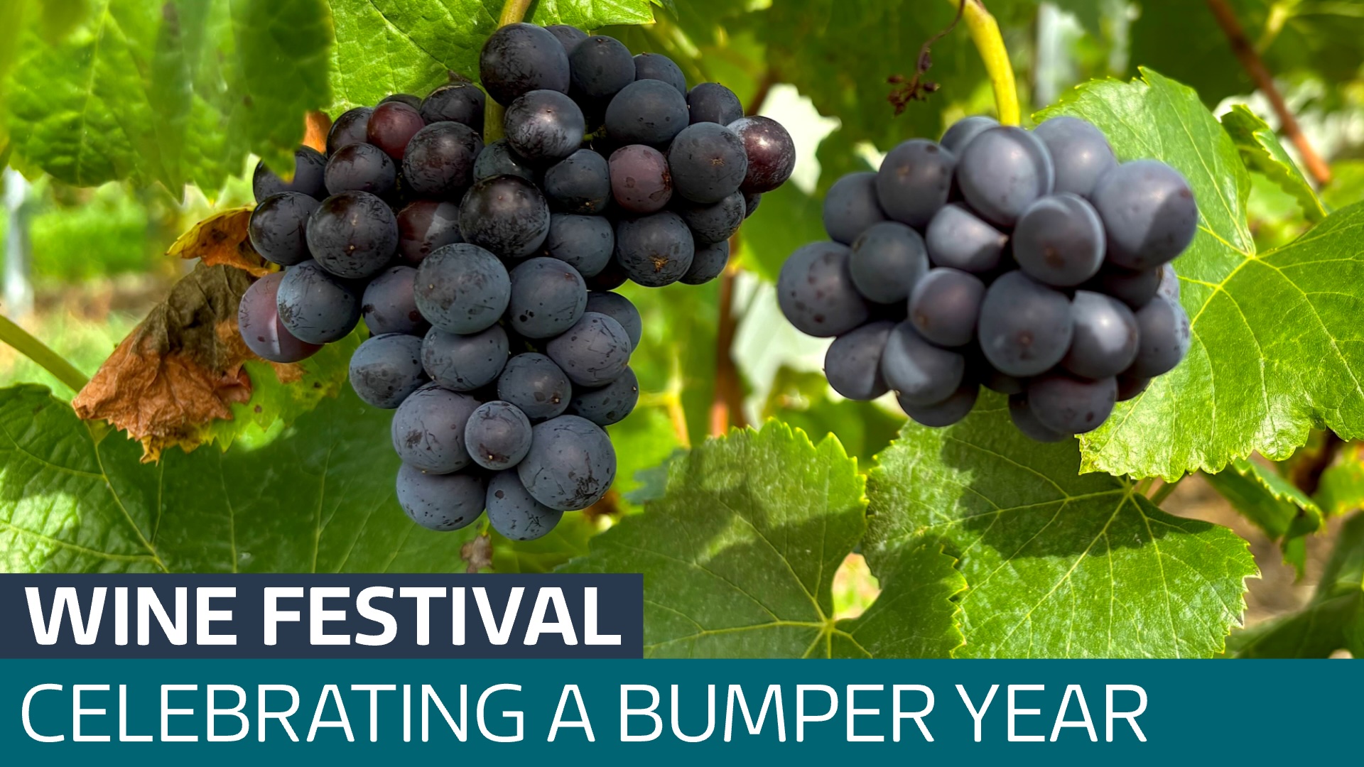 Bumper year for wine producers being celebrated in Somerset