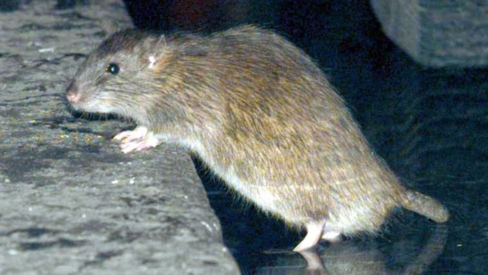 Rats a big problem and getting bigger... ITV News Anglia