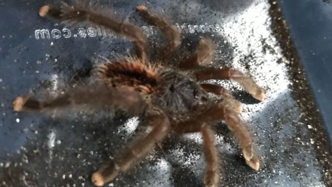 Shocked commuters find tarantula with pink toes on a train at London Bridge
