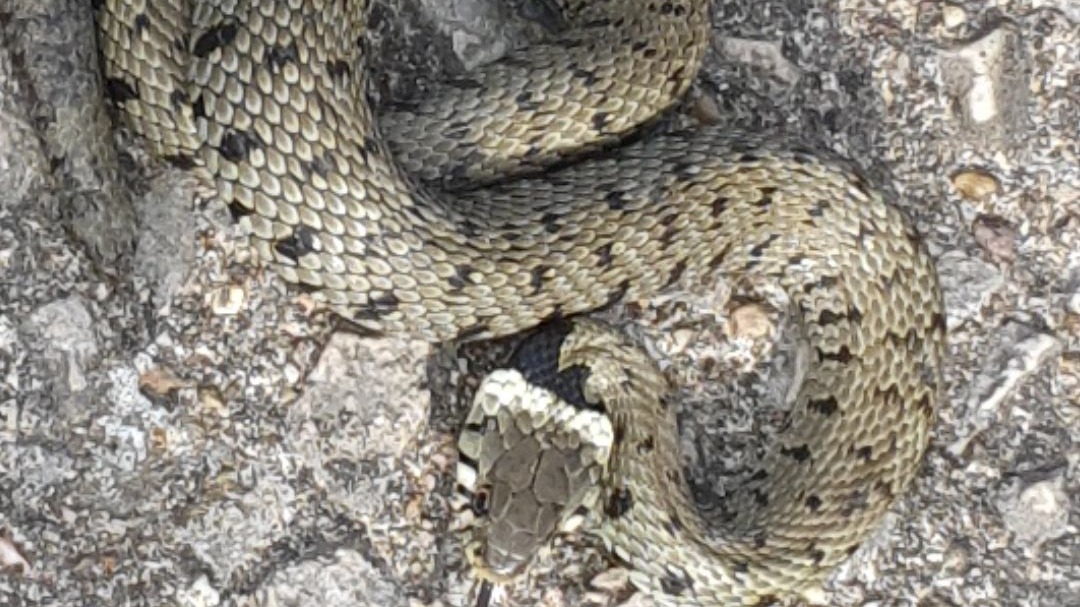 Venomous snake slithers into Manchester woman's driveway