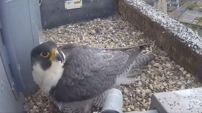 131121 GA the peregrine falcon