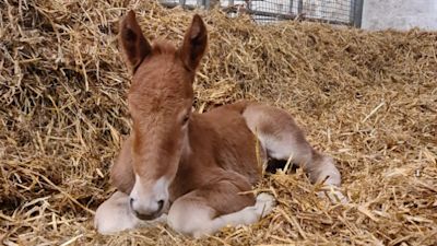 Suffolk Punch foal