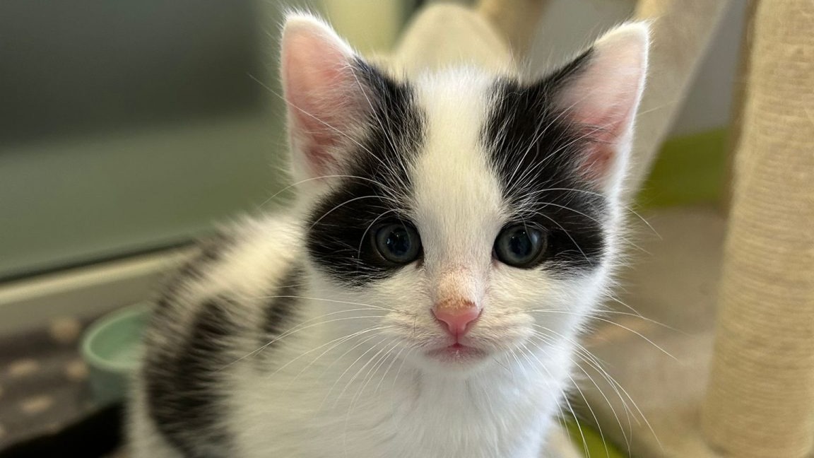 'Explosion' of kittens puts animal rescue centre in the Costwolds under pressure