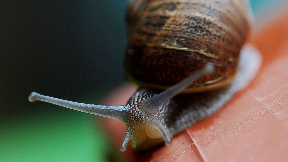 Scientists Recommend Throwing Snails The Length Of A Cricket Pitch To 