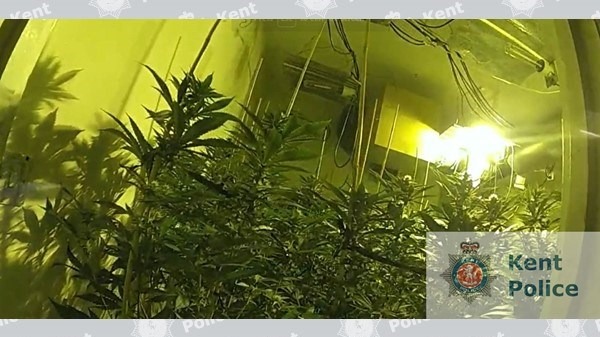 Police Called To A Burglary Uncover Cannabis Factory In Kent | ITV News ...