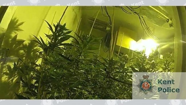 280422 cannabis plants Meridian