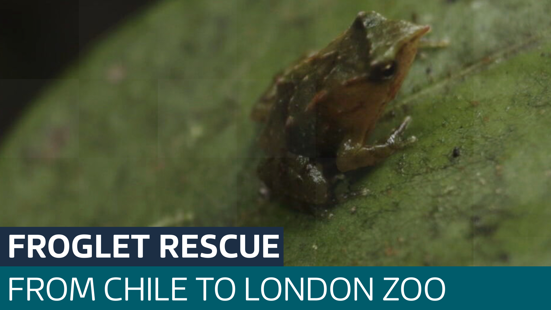 London Zoo rescues tiny frogs from deadly fungus - Latest From ITV News