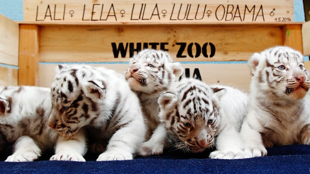 Rare White Tiger Cubs Make Their Public Debut