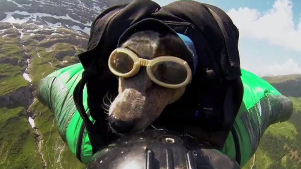 Whisper first dog to skydive off Eiger mountain ITV News