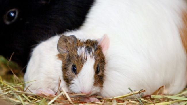 Guinea Pig To Become Father To 400 After Breaking Into Female Enclosure Itv News