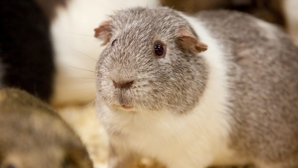 female guinea pig