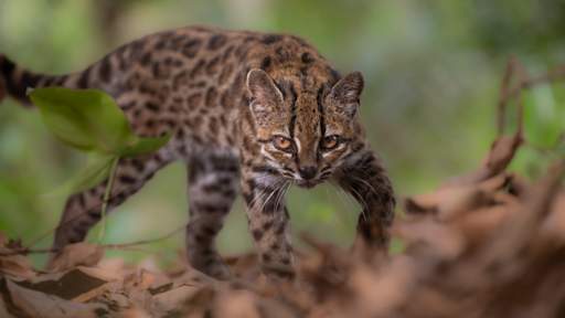 New wildcat species discovered for first time in more than 100 years
