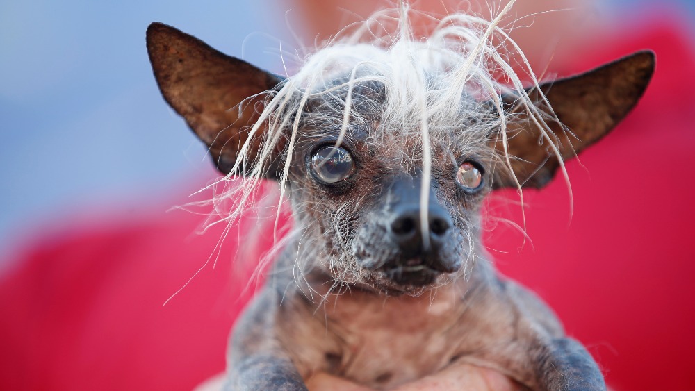 Peanut the ugliest store dog