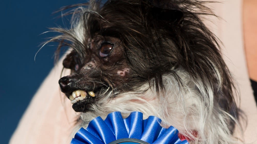 Peanut the store world's ugliest dog