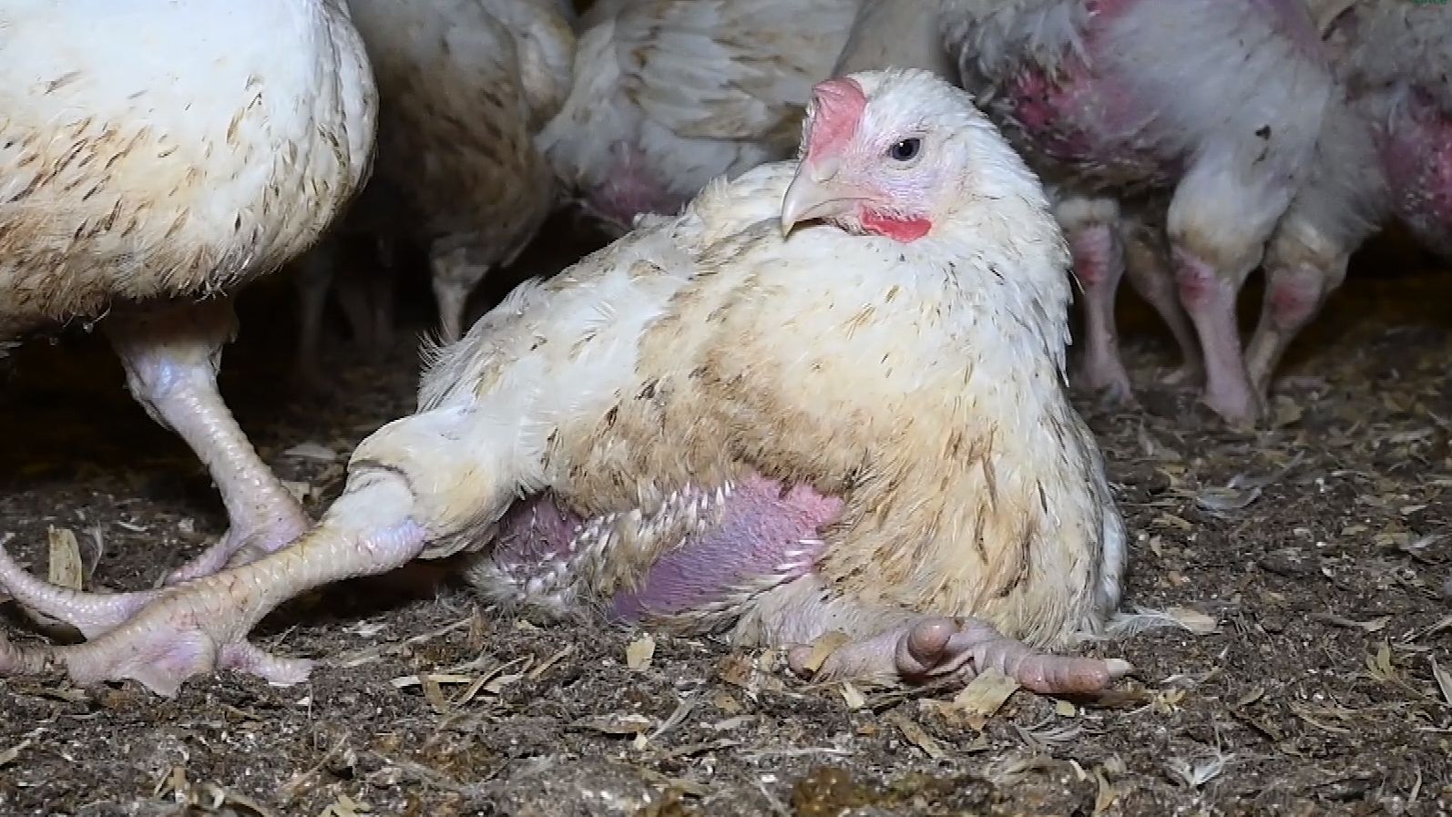 Full investigation launched over cruel Morrisons chickens grown