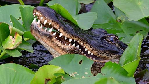 Woman dies after alligator bites her arm off in Florida