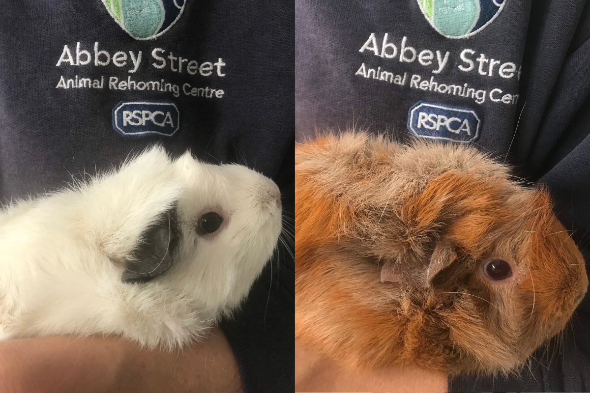 Rspca rescue best sale guinea pigs