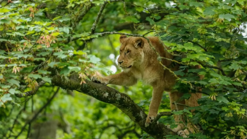 longleat safari accident