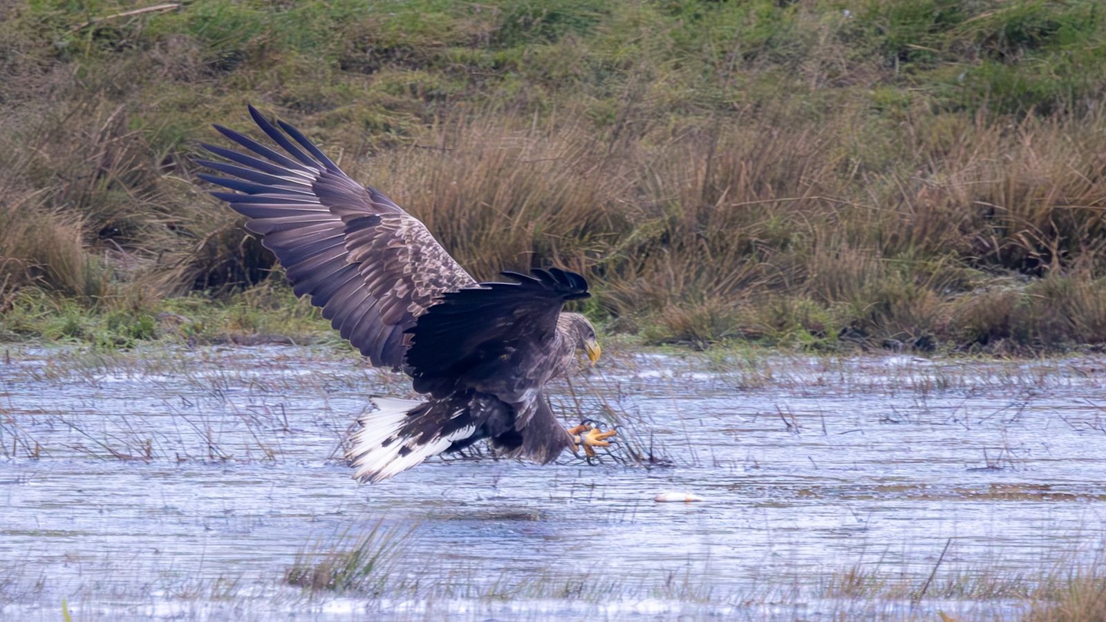 White-tailed eagles to be released on Exmoor to boost numbers in the ...