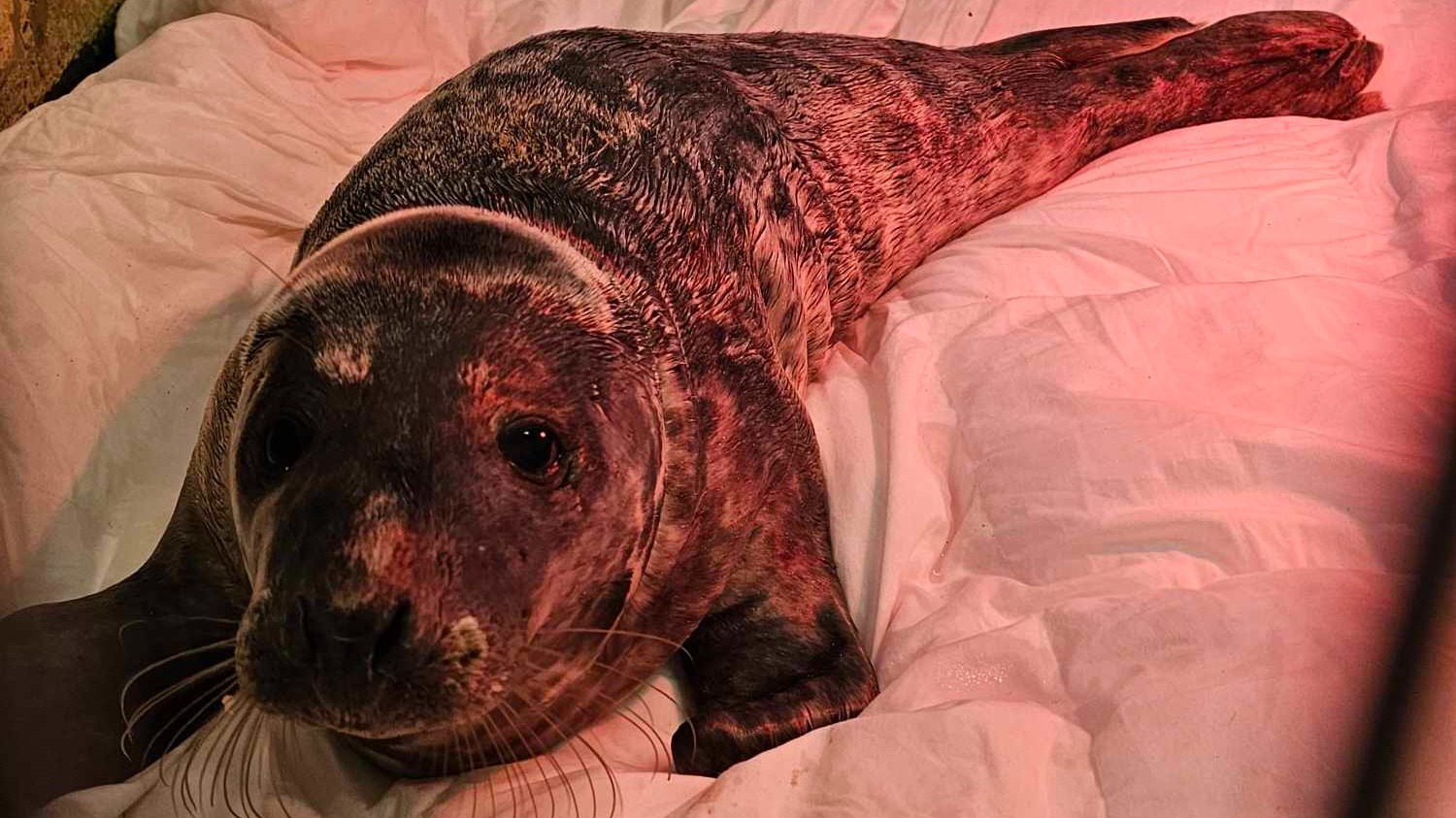'Grinch' the Guernsey seal pup rescued from Pembroke Bay ITV News Channel