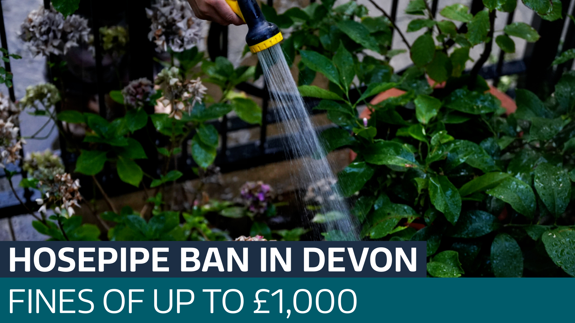 Devon hosepipe ban sparks fears over drought this summer Latest From