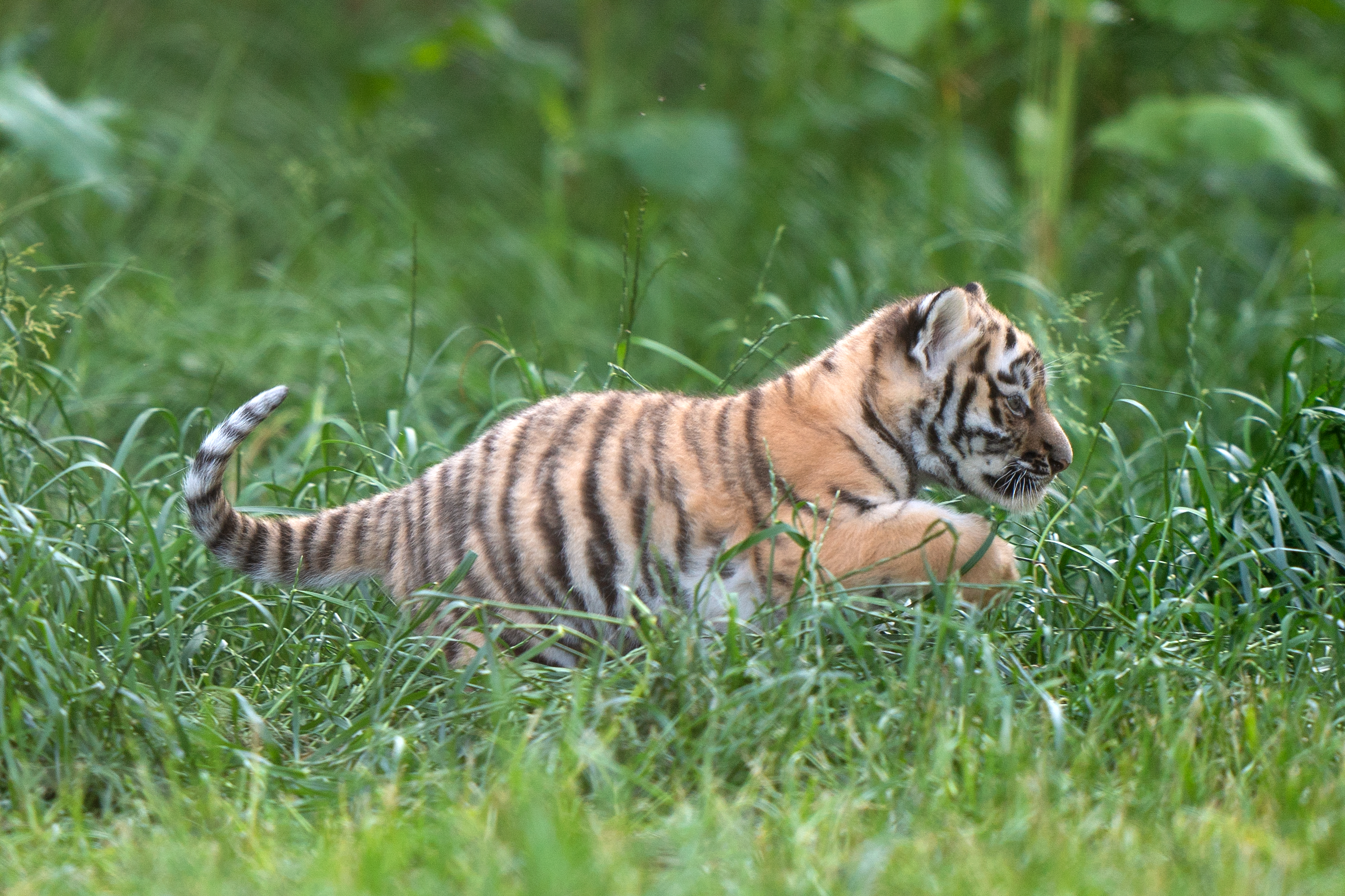 Den Mother Mother's Day Tigers Tiger Cubs and Mom 