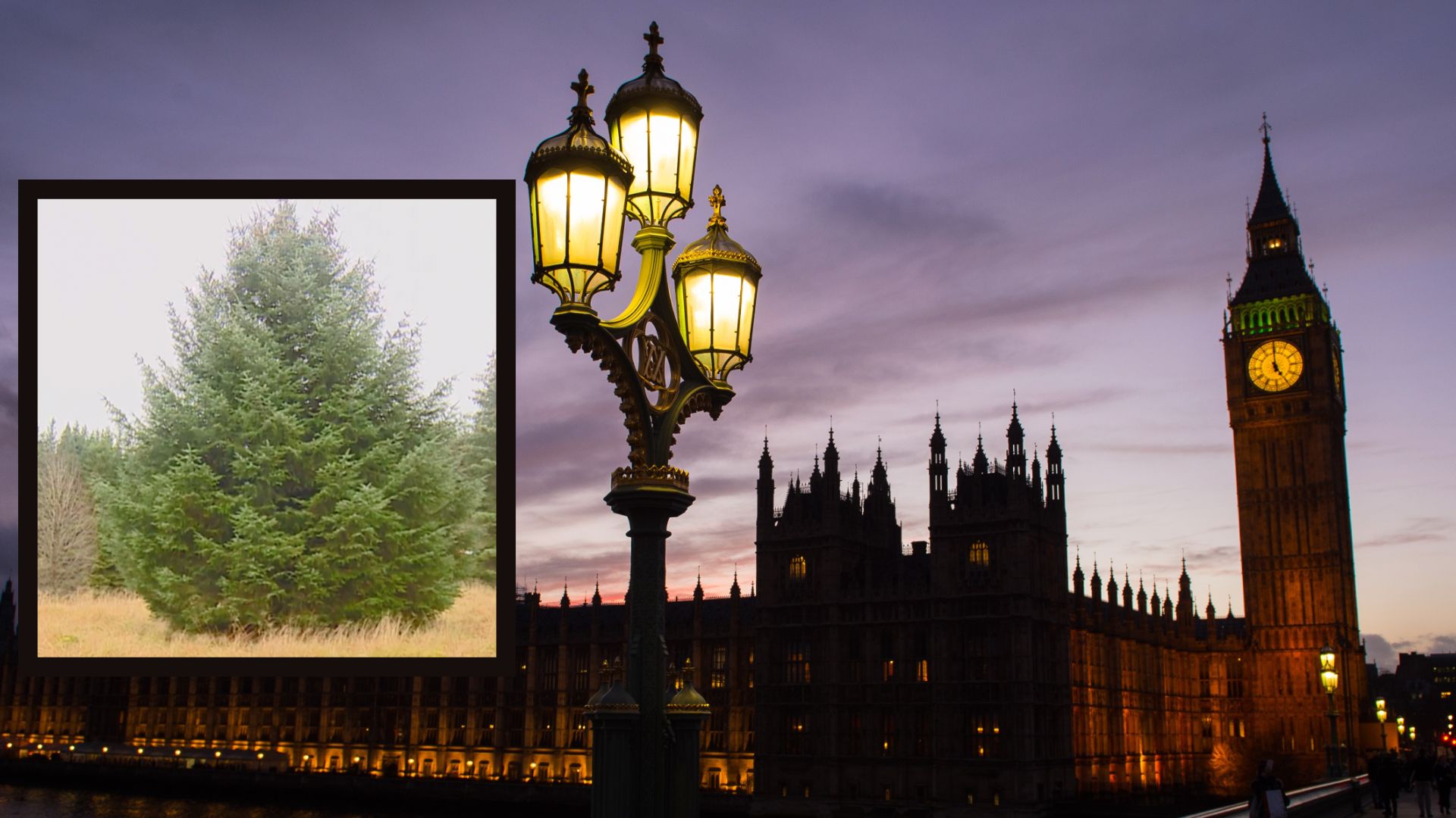 From Northumberland to Westminster The tree lighting up Big Ben this