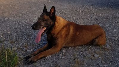 250123 Rex police dog Wiltshire Police