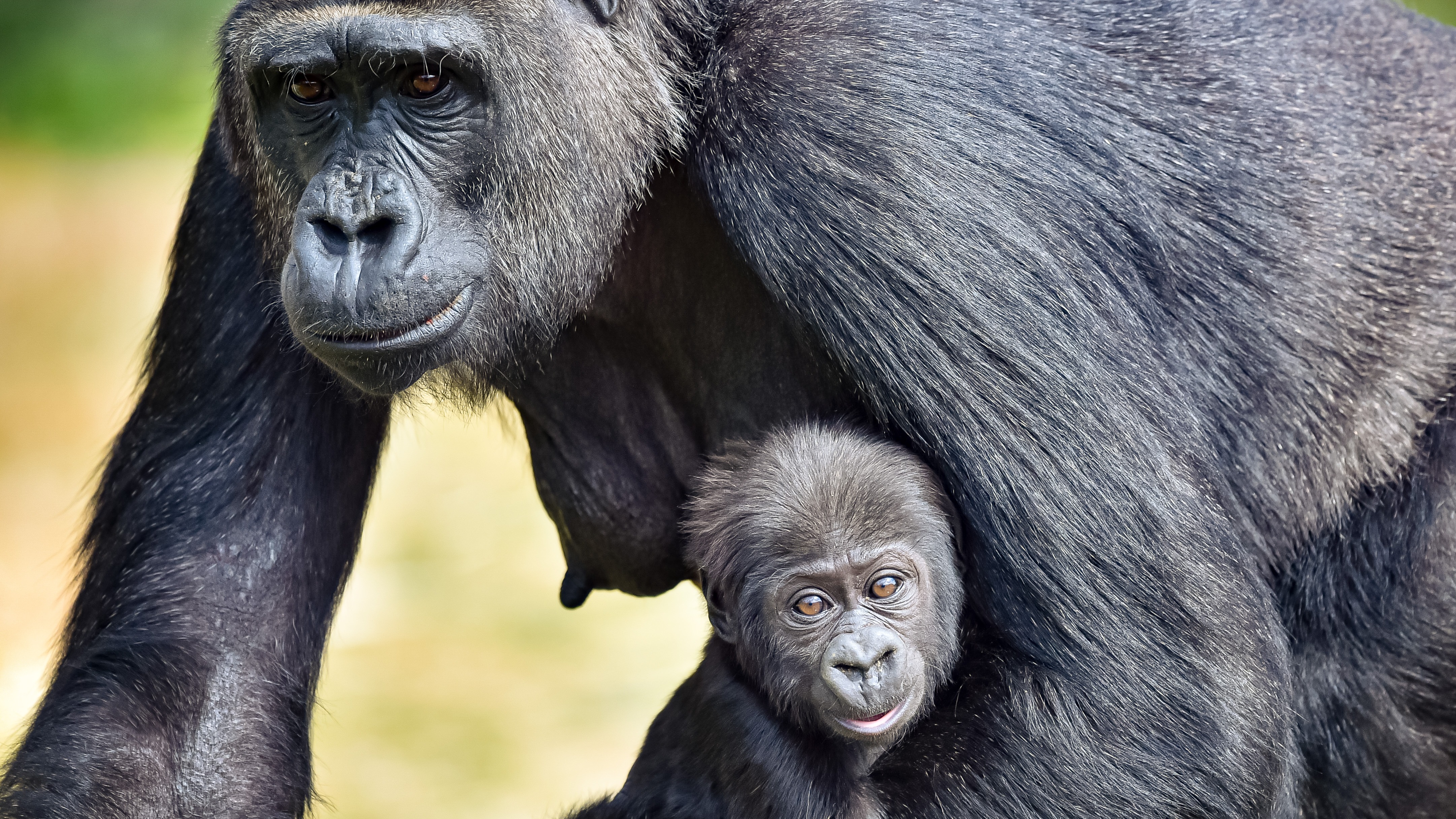 It's Taken 30 Humans To Raise This Motherless Monkey At The Zoo