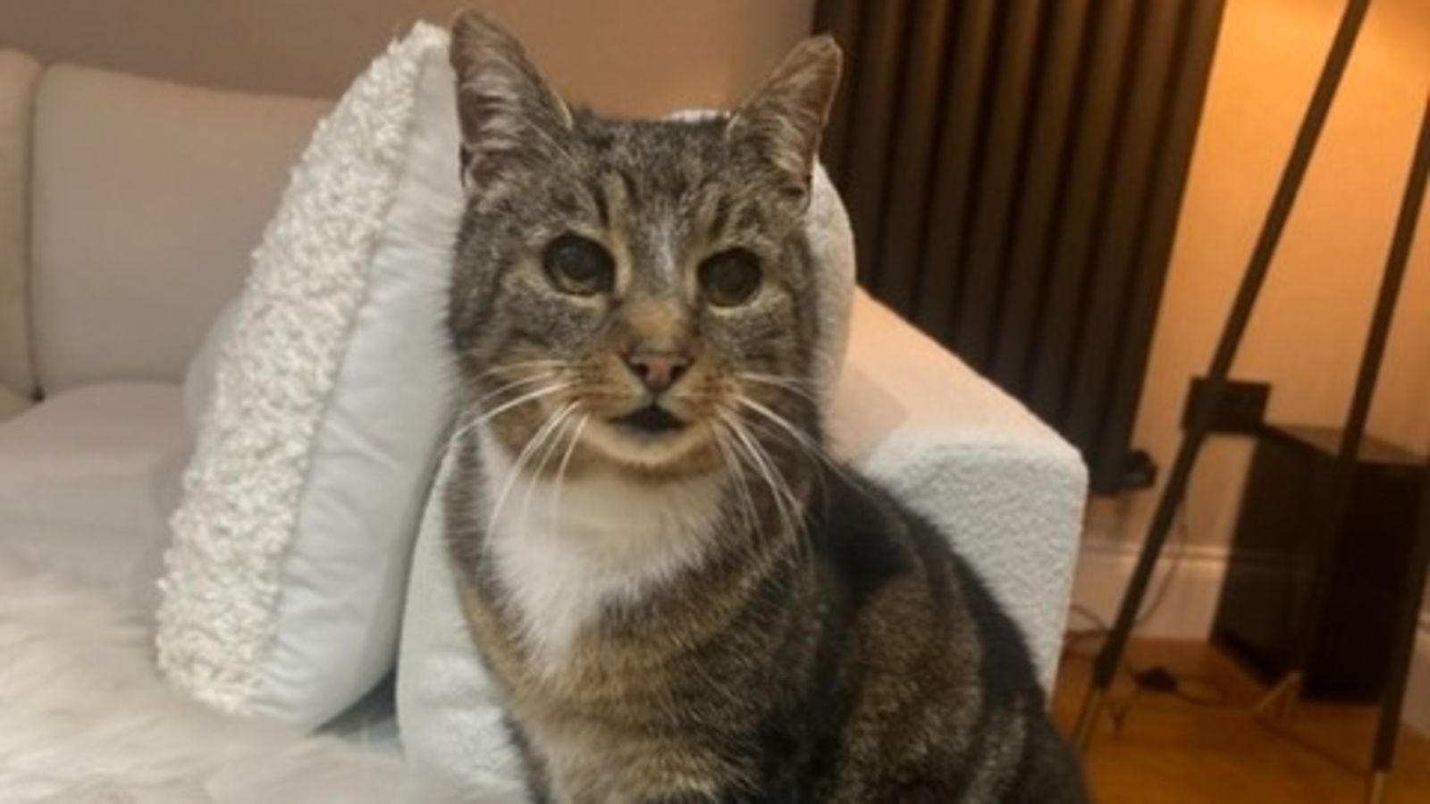 Cat returns home to Nuneaton family eleven years after going missing ...