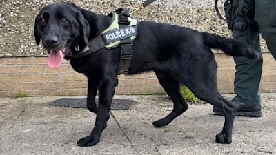 PSNI Handout
Murphy the police dog