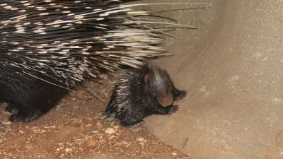 baby cape porcupine, born to parents Hettie and Henning