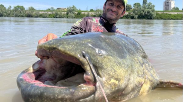 Record breaking 'monster' catfish is caught by keen angler in Italian river