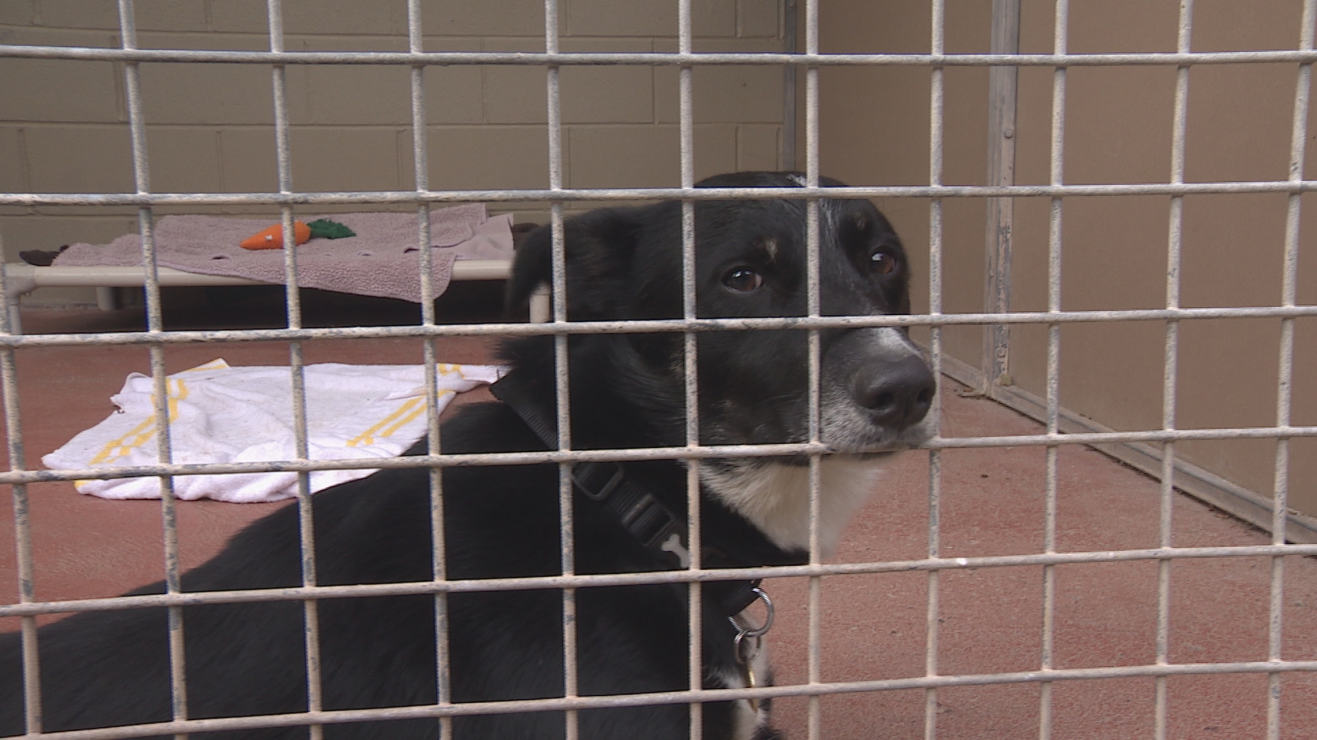 Surge Of Lockdown Puppies In Cumbria S Animal Rescue Centres Itv News Border