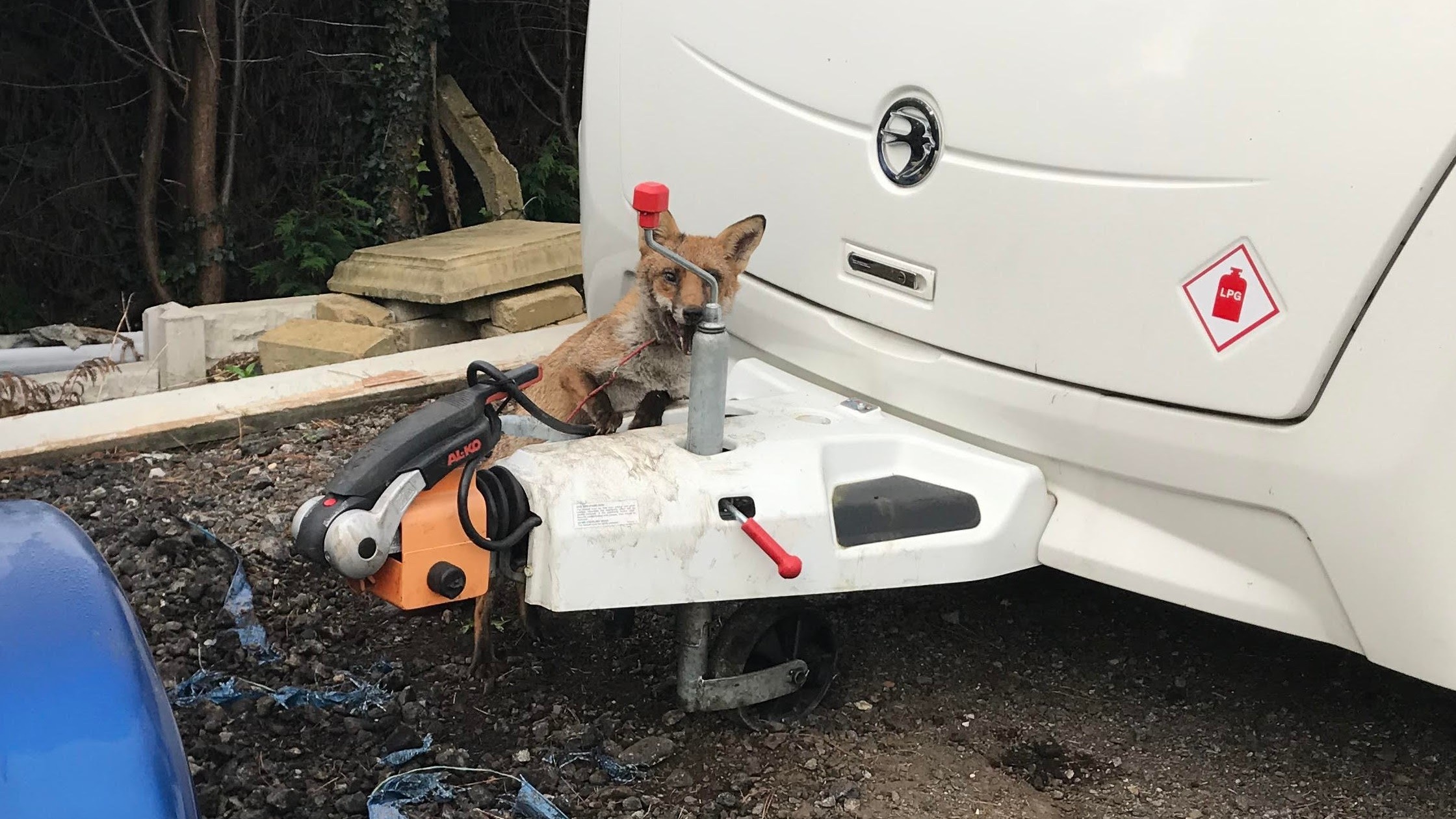 RSPCA rescue fox caught up in caravan cable in Rotherham | ITV News ...