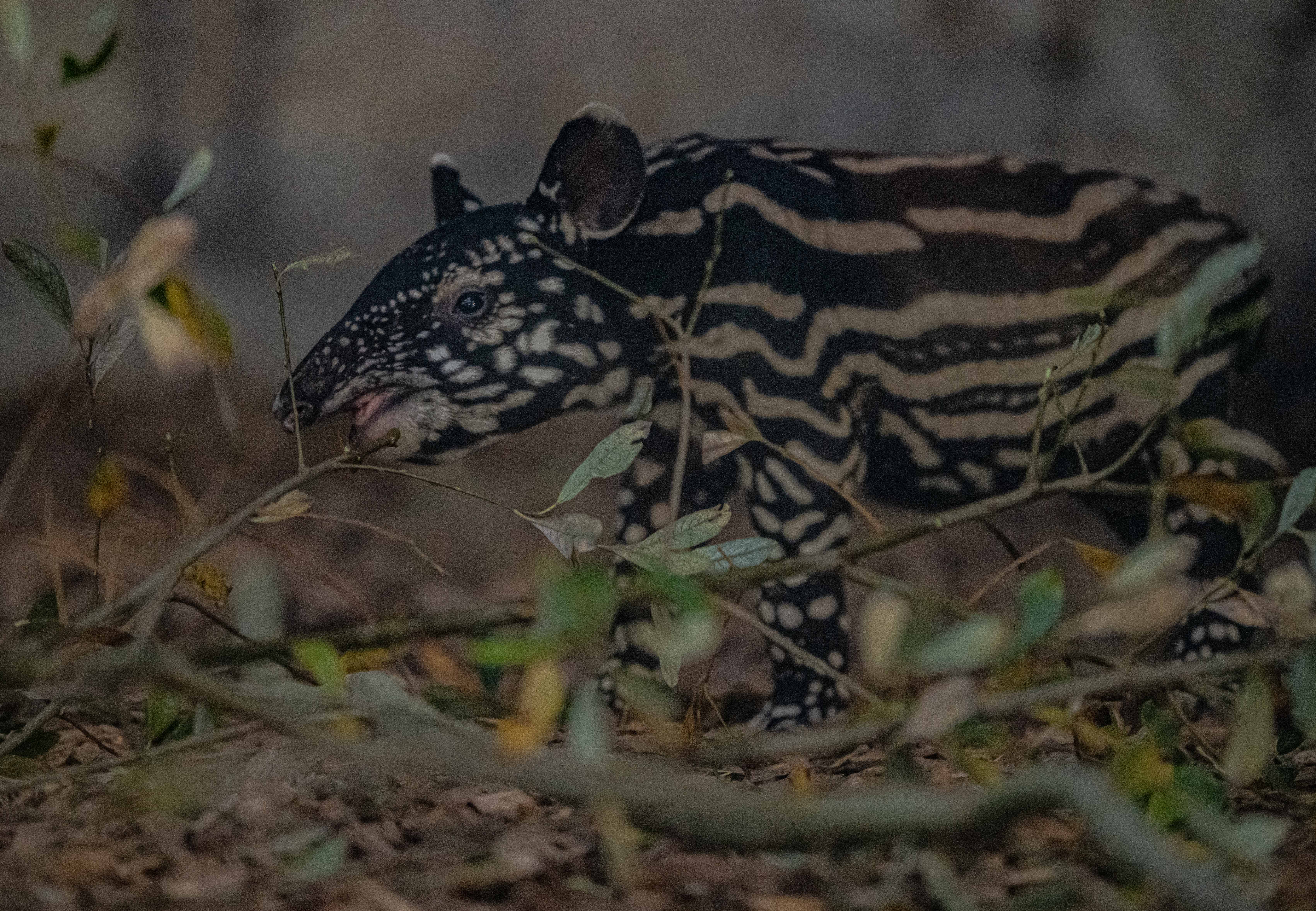 Chester Zoo celebrates arrival of rare baby tapir | ITV News Granada