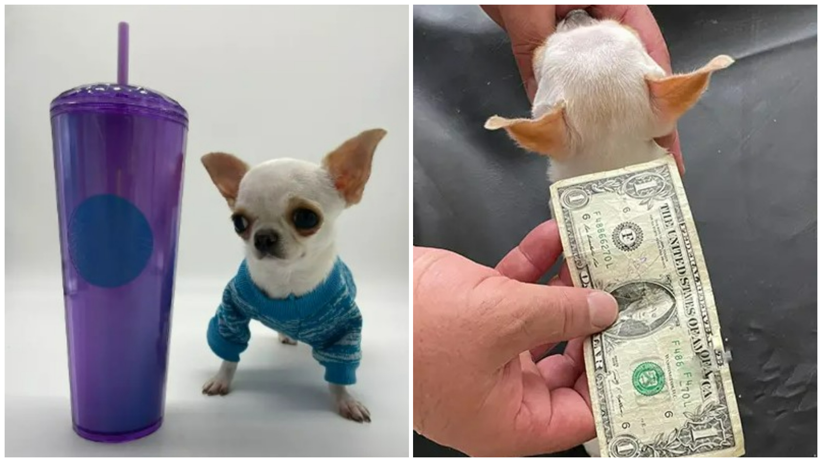 Miracle 2024 milly chihuahua