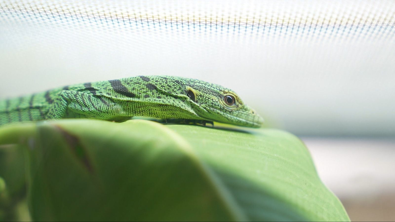 Success for Jersey Zoo as it sees first hatch of rare lizard after 25 ...